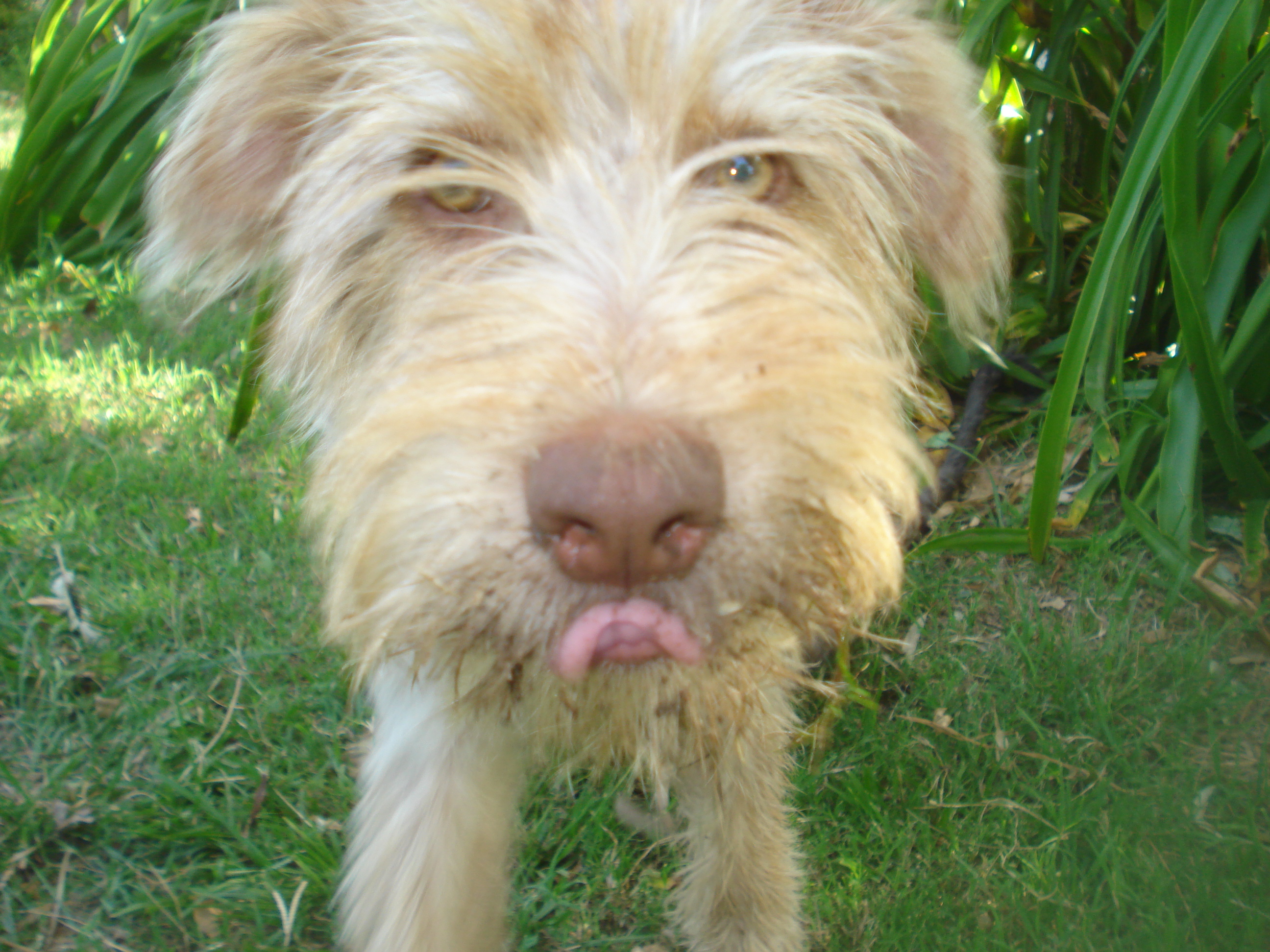 fotos/2012-12-25 - Campo Tia Marta/DSC05131.JPG